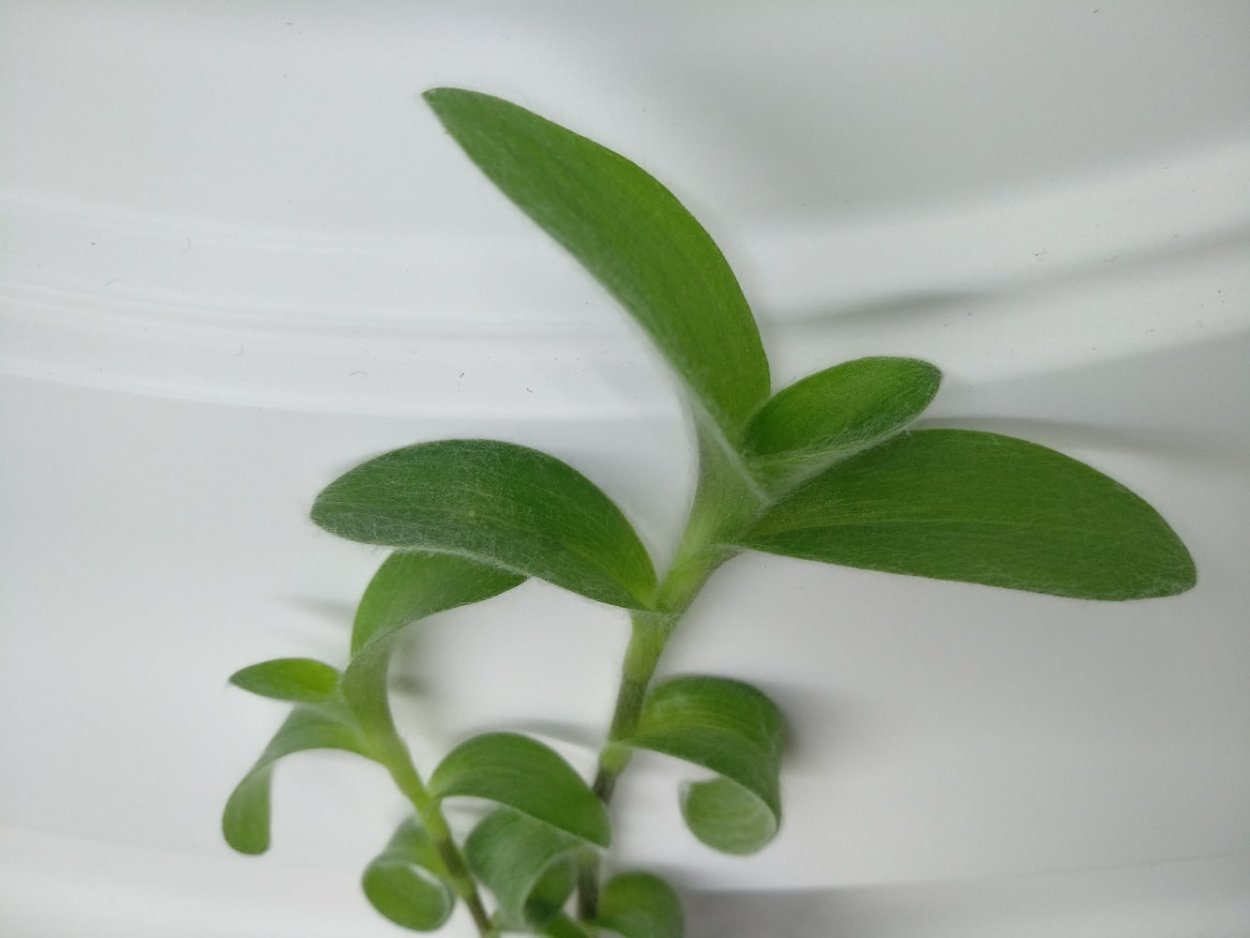 Традесканция силламонтана