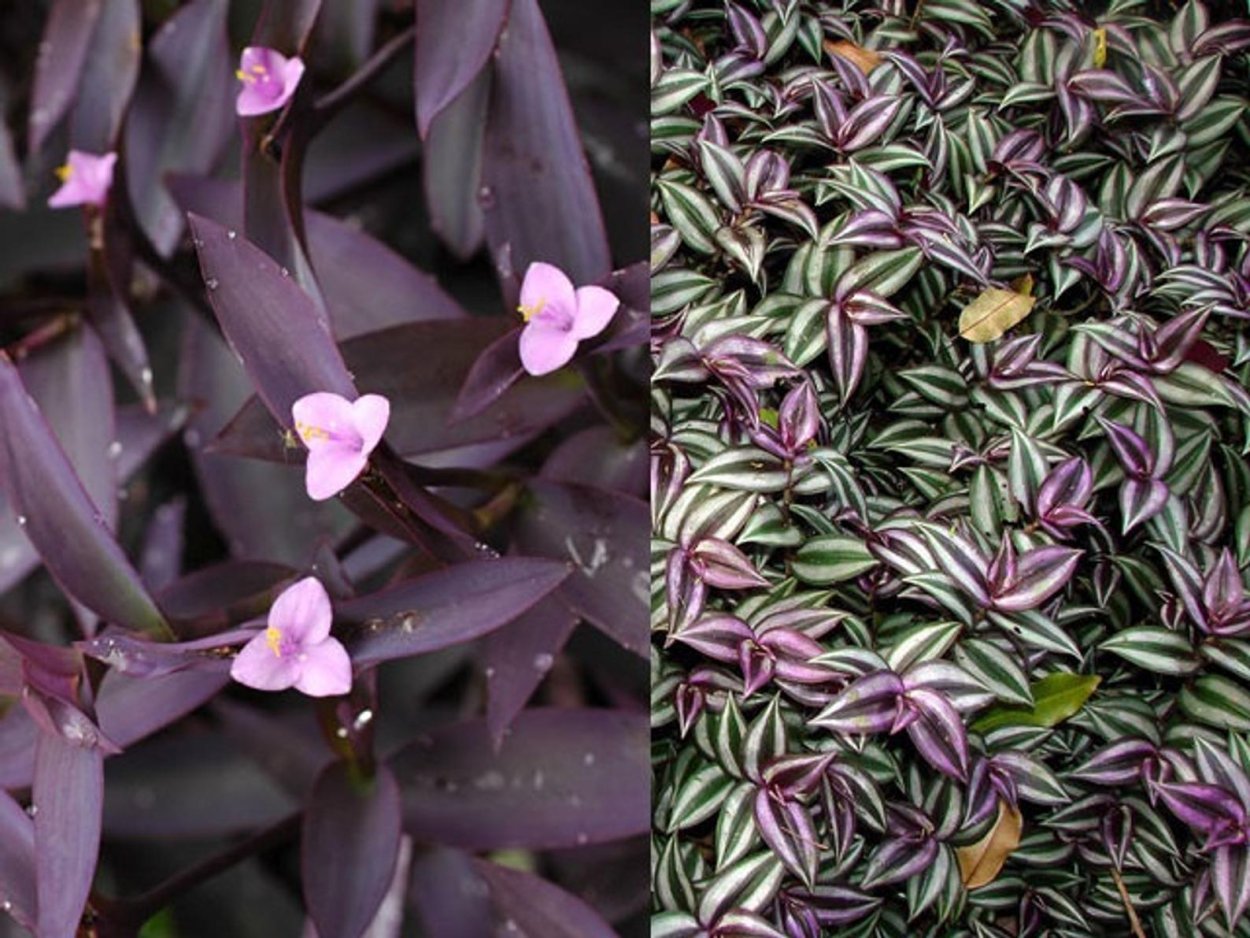 Традесканция белоцветковая Tricolor