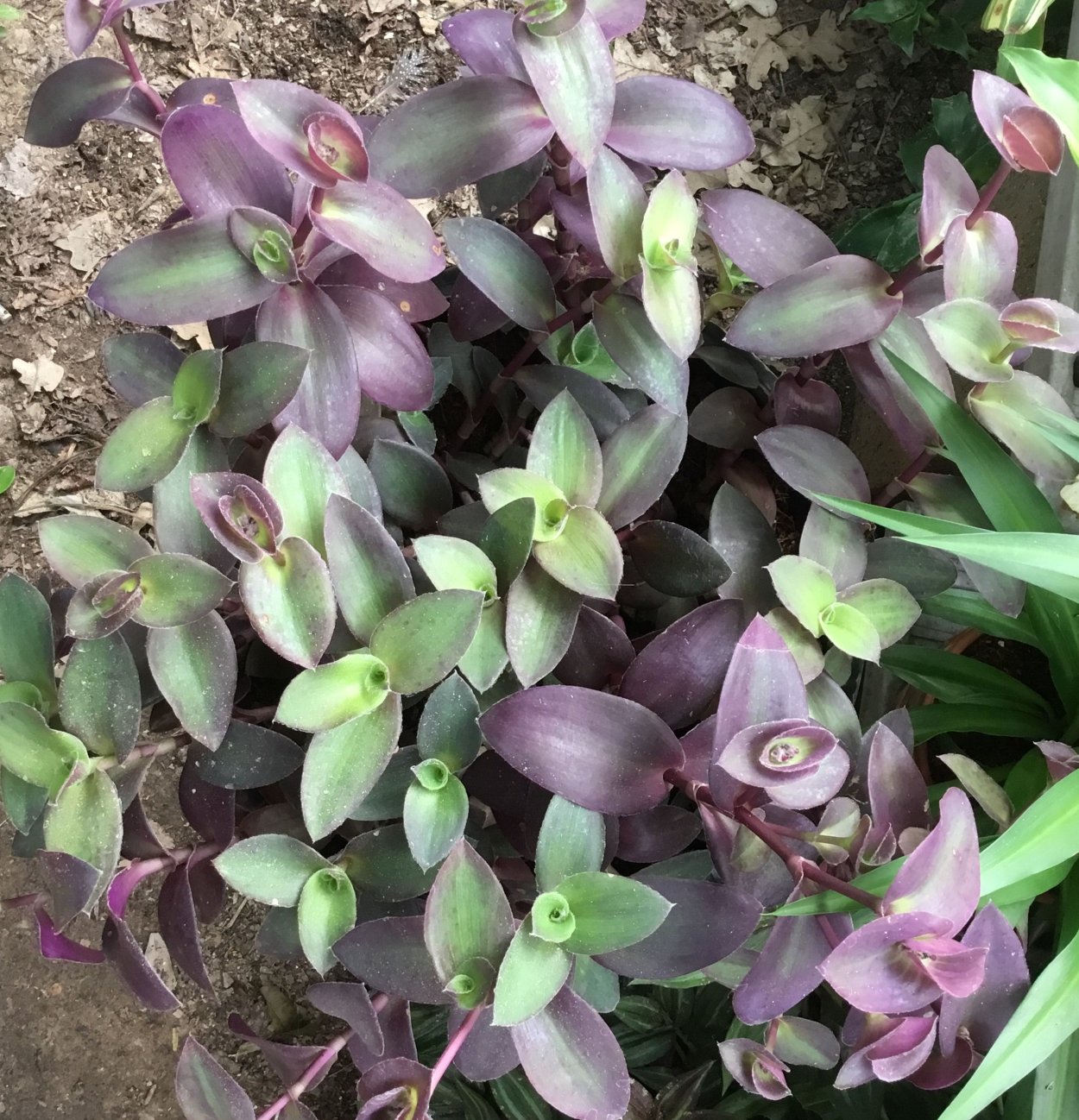 Традесканция Нанук