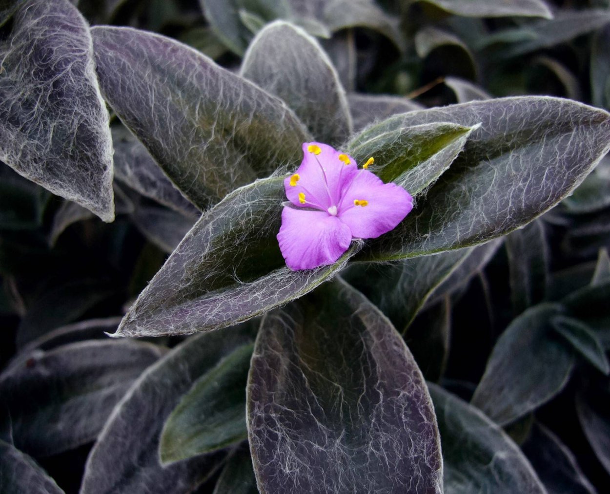 Традесканция силламонтана