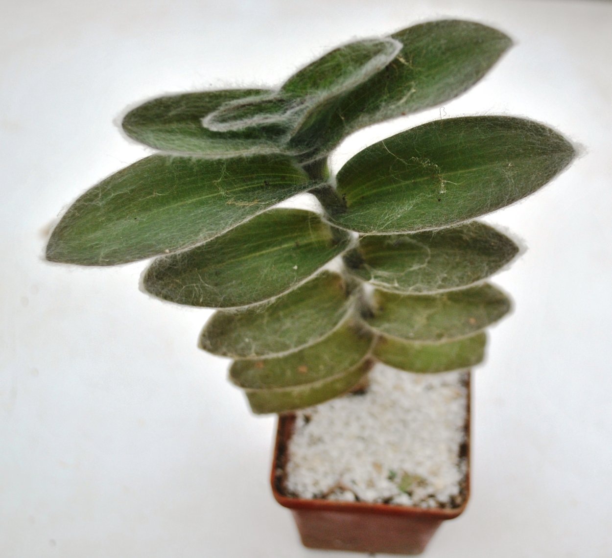 Традесканция силламонтана