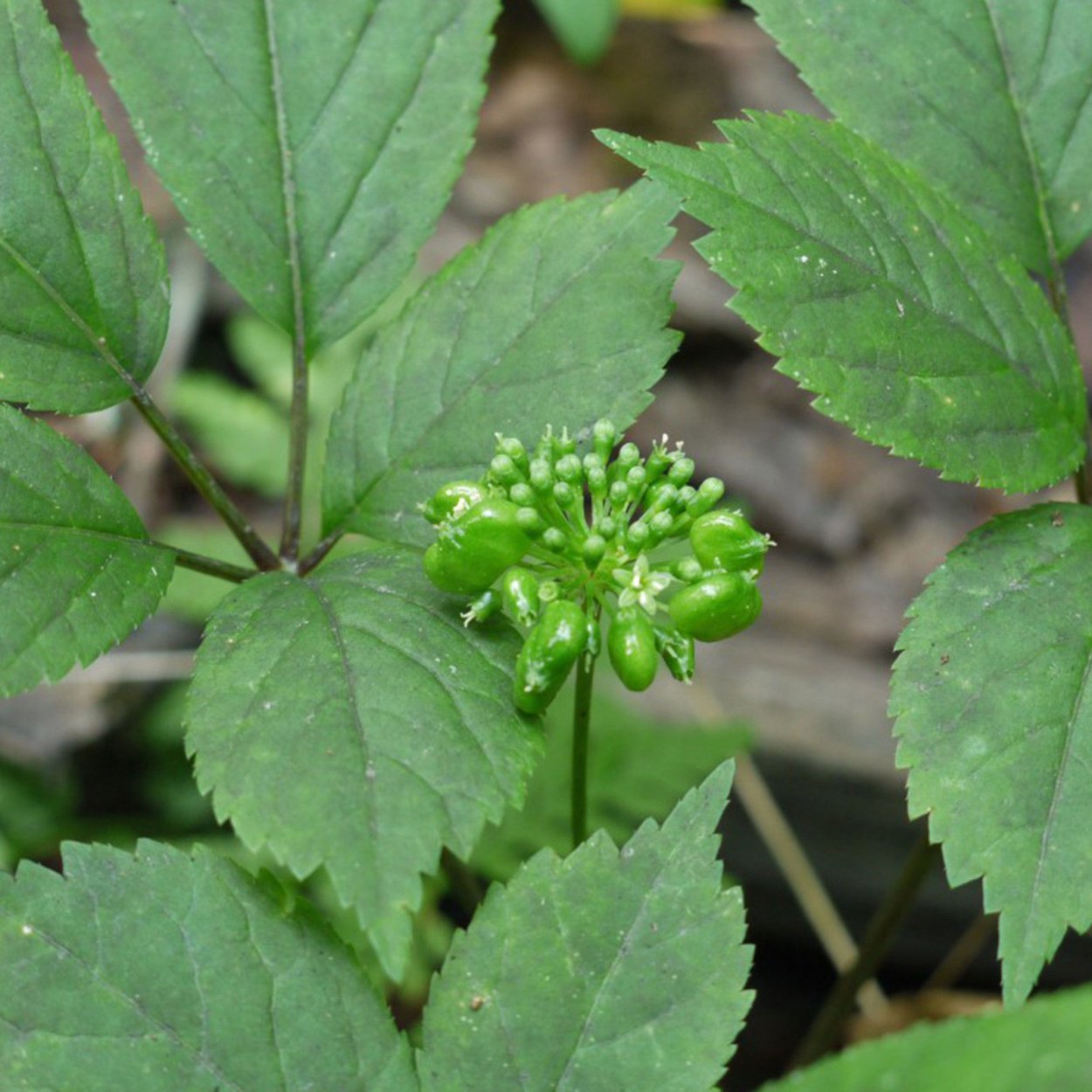 Пурпурный женьшень