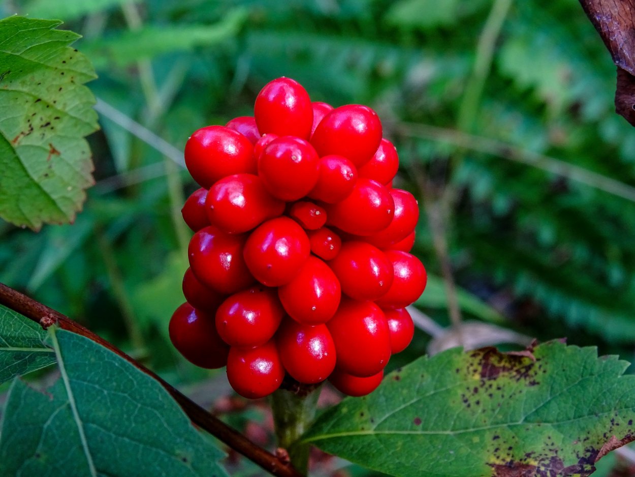 Женьшень Панакс