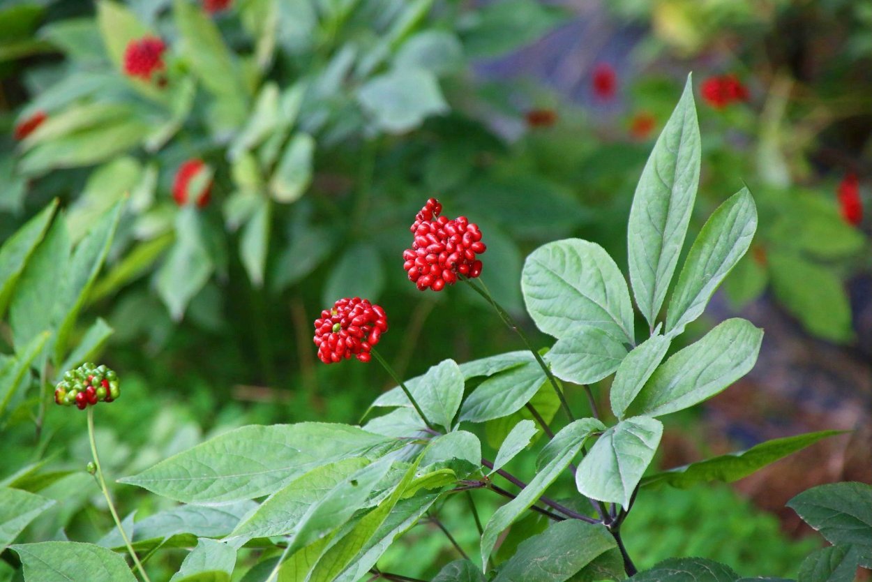 Ягоды шизандры