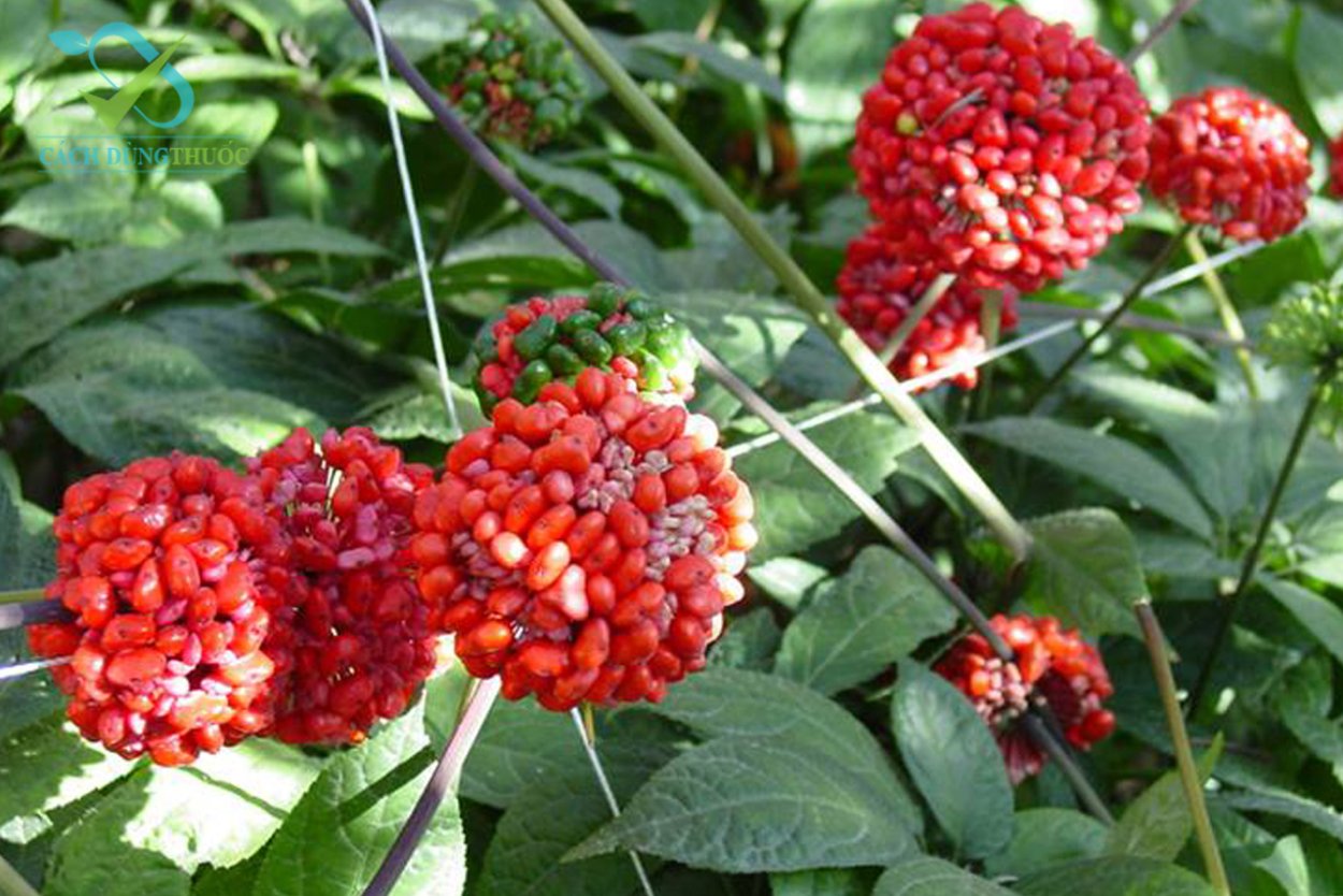 Красный женьшень цветок