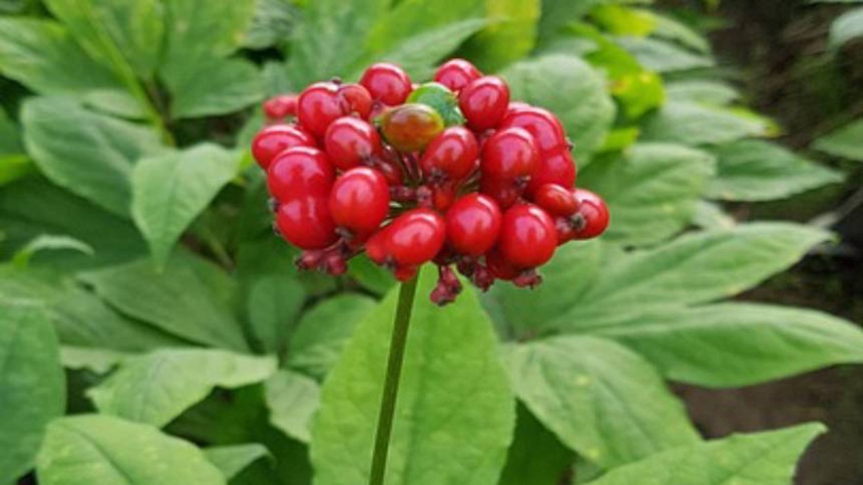 Женьшень Дальневосточный