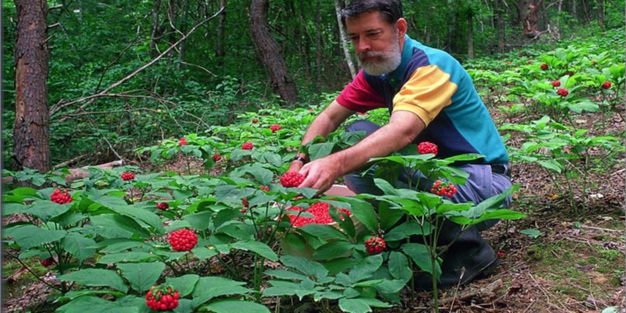 Женьшень Панакс