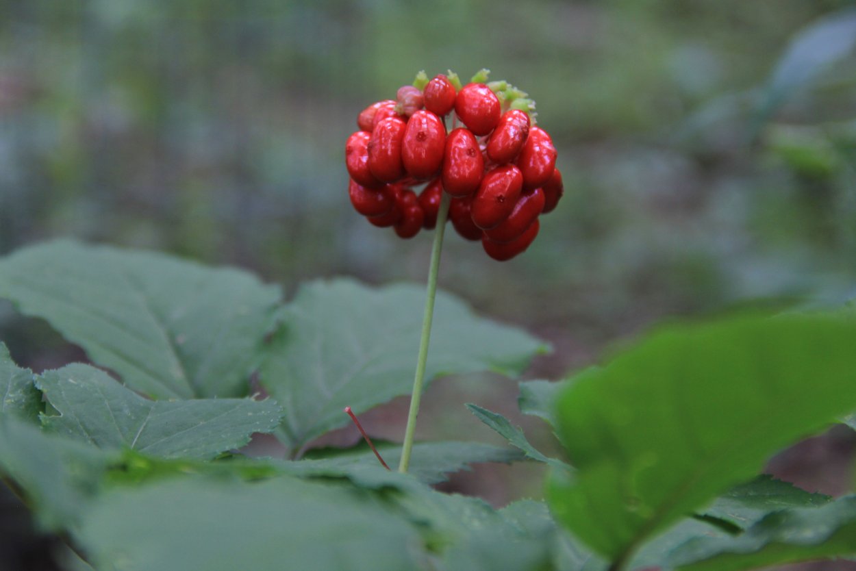 Цветы женьшеня