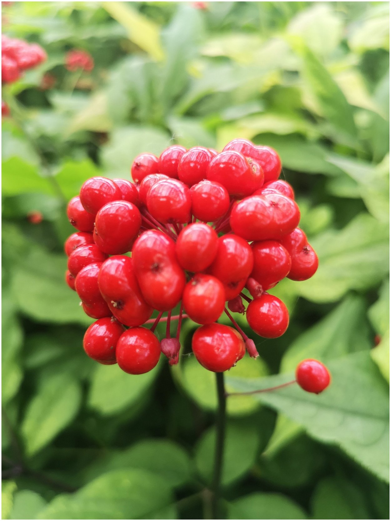 Клюква женьшень