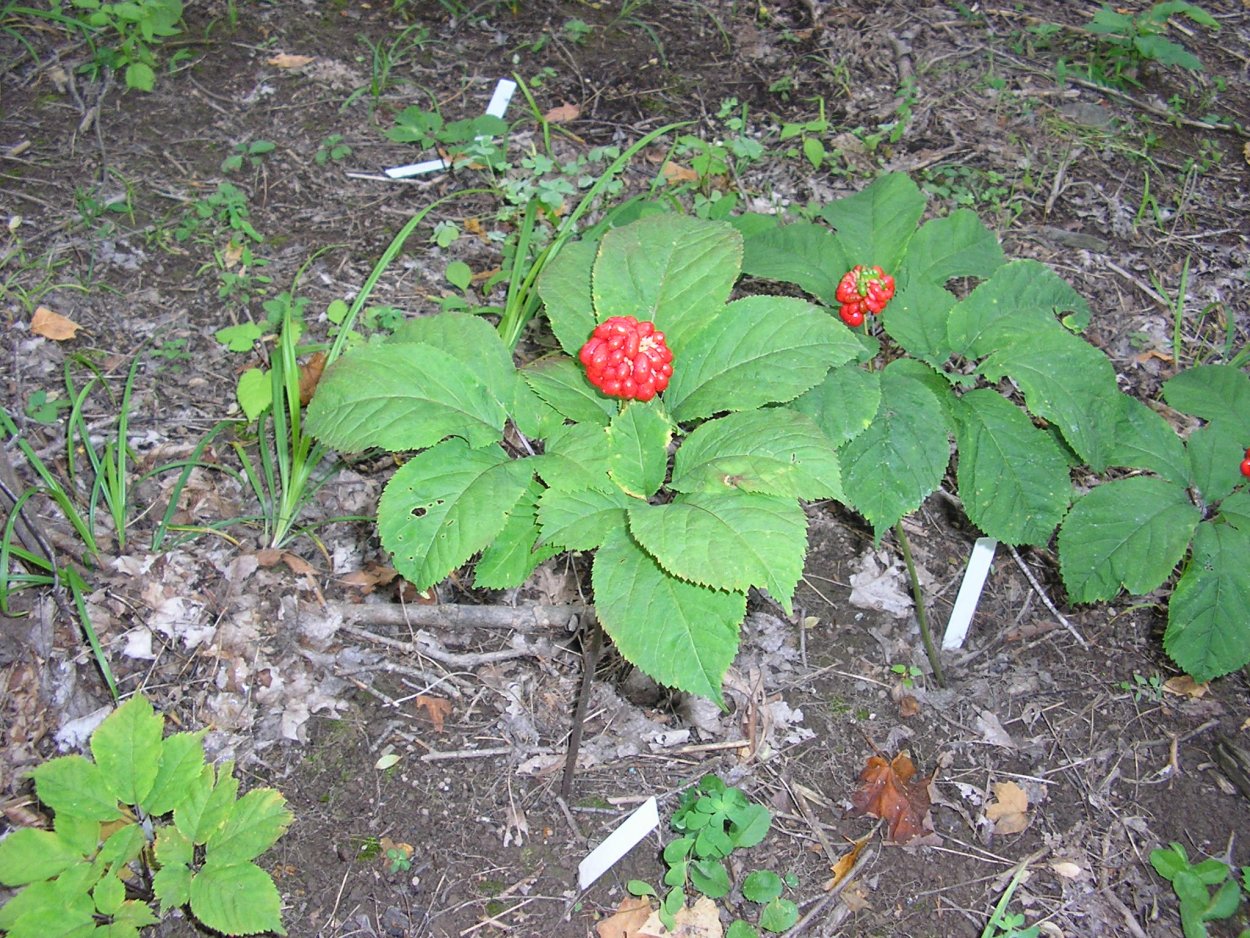 Корейские таблетки