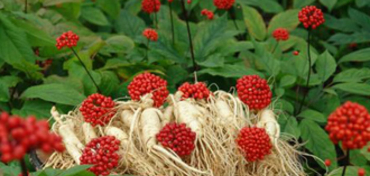 Женьшень Приморья