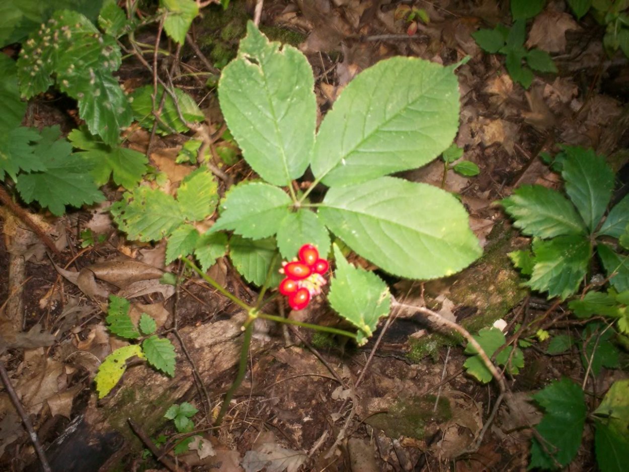 Красные ягоды женьшеня на черном фоне