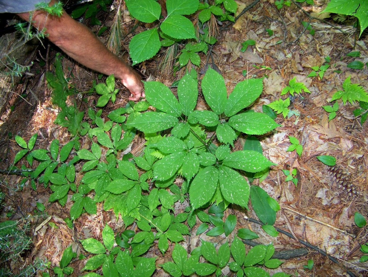 Элеутерококк колючий