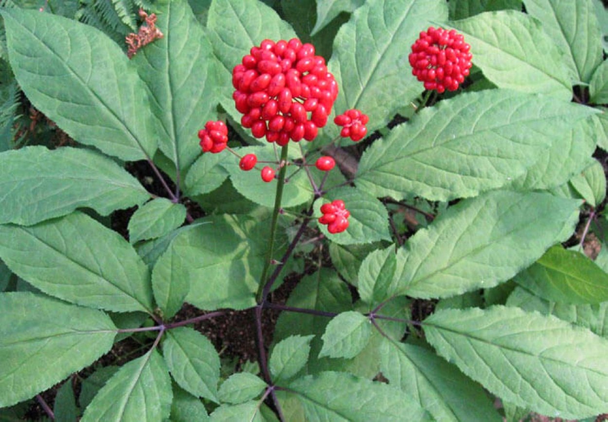 Женьшень обыкновенный ЛРС