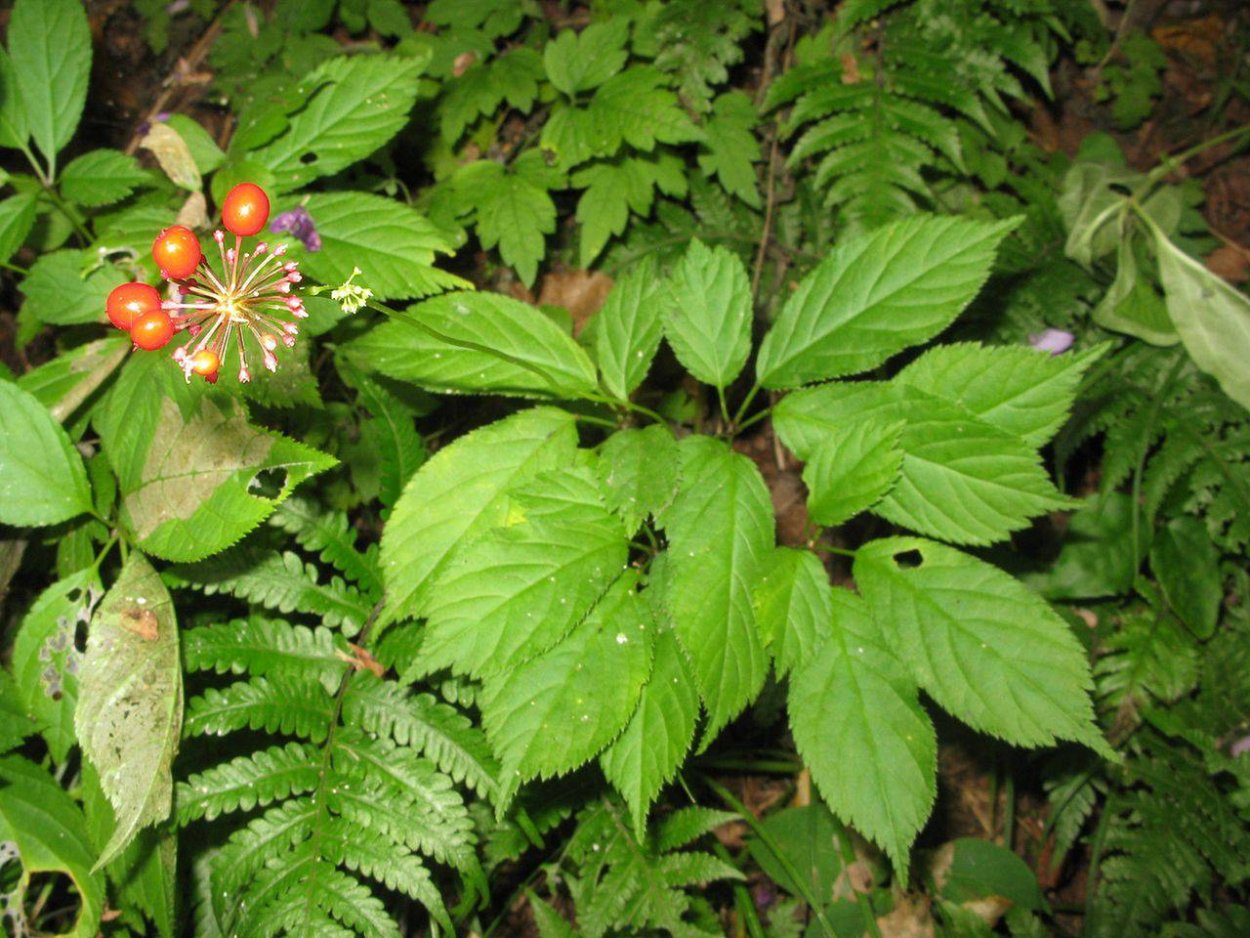 Семена женьшеня