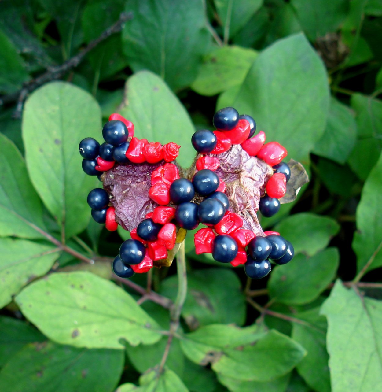 Женьшень корень и ягоды