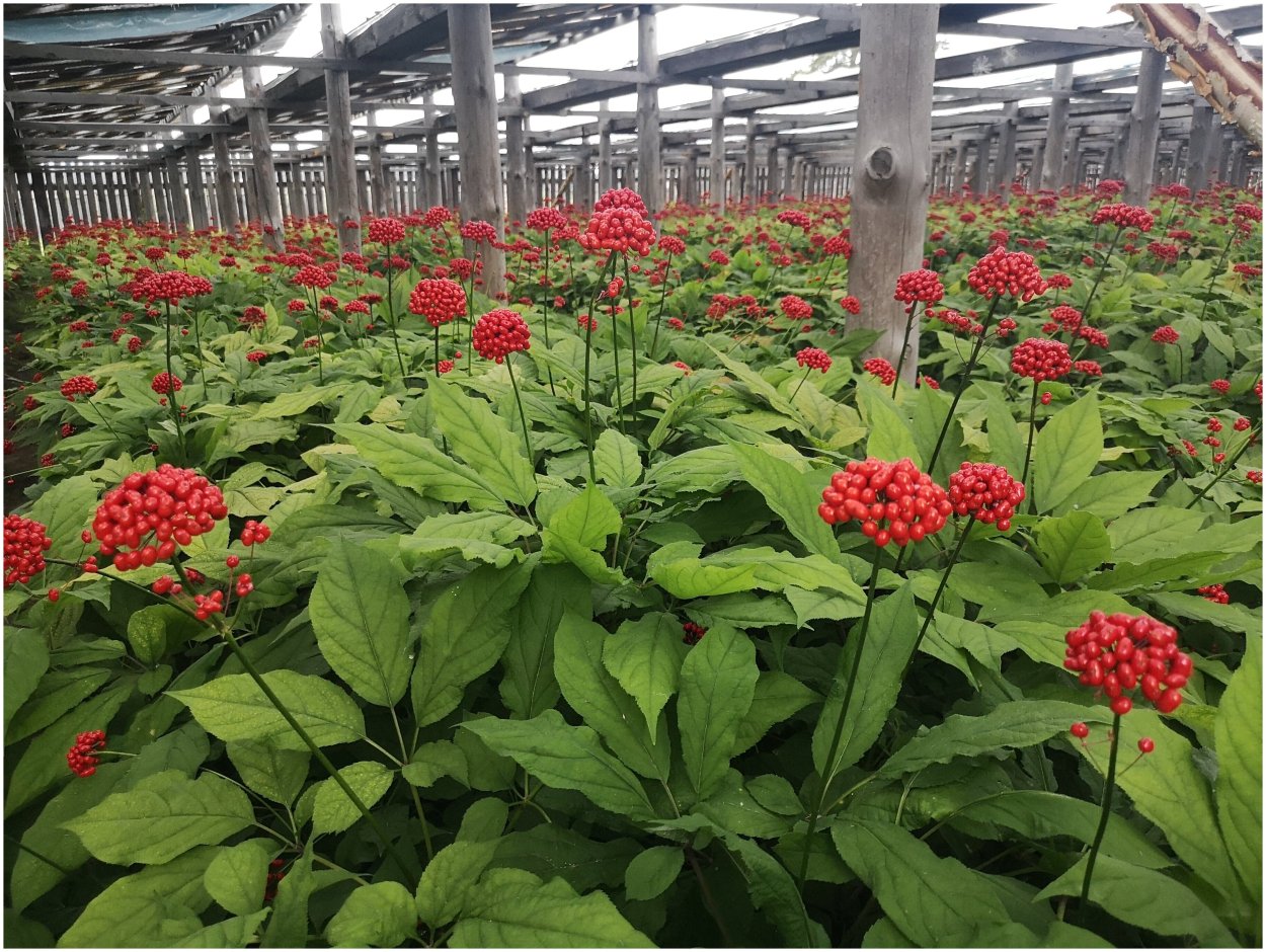 Ареал произрастания женьшеня