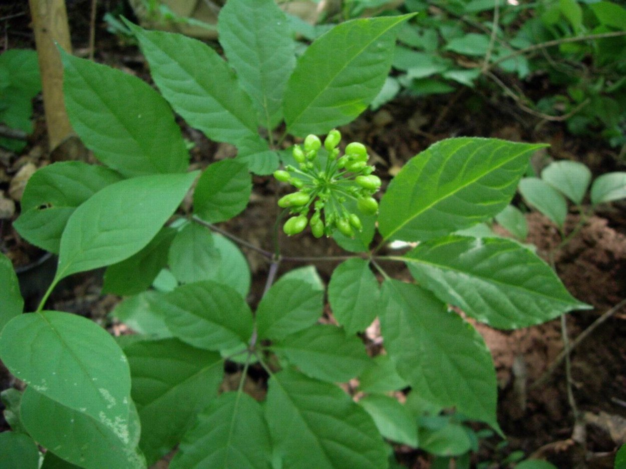 Женьшень обыкновенный Panax Ginseng