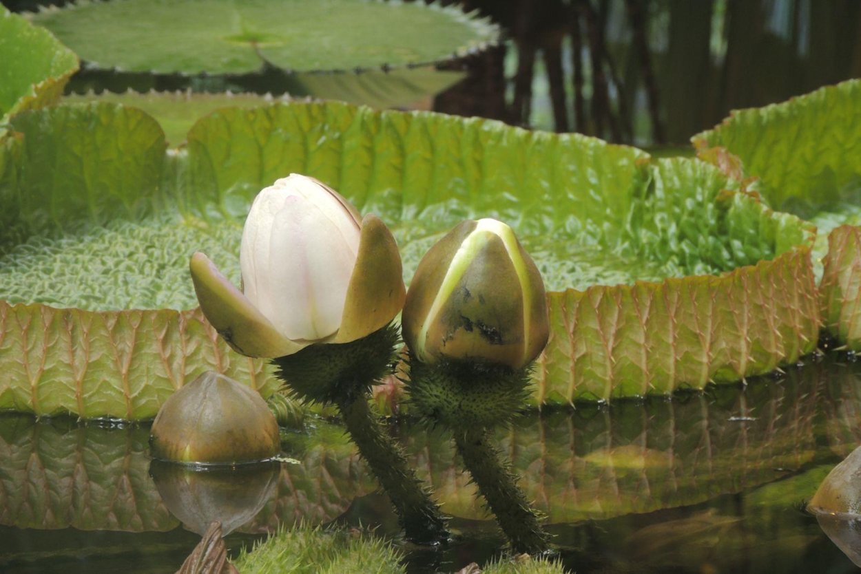 Лилия Виктория Амазонская