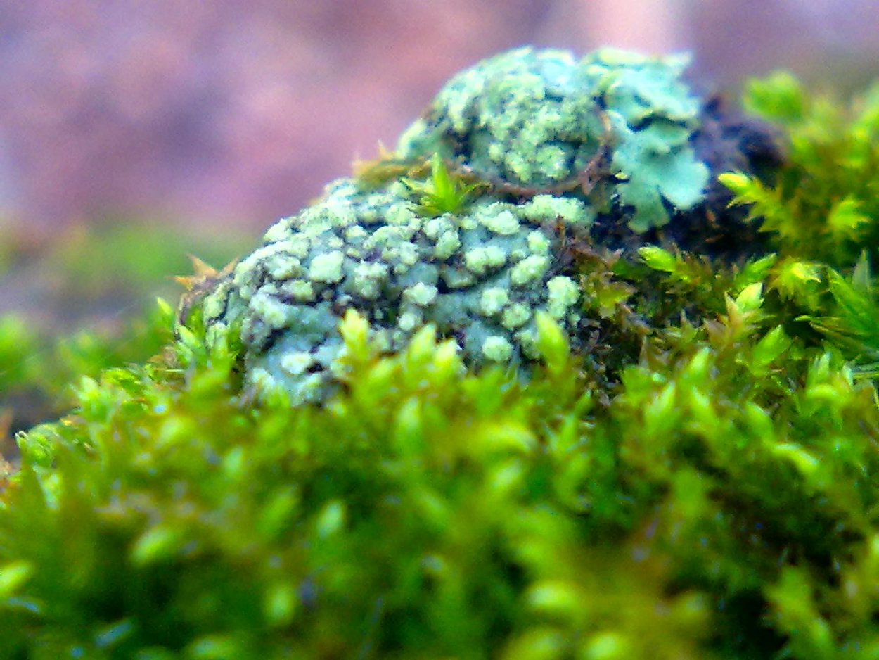 Мох долгунец