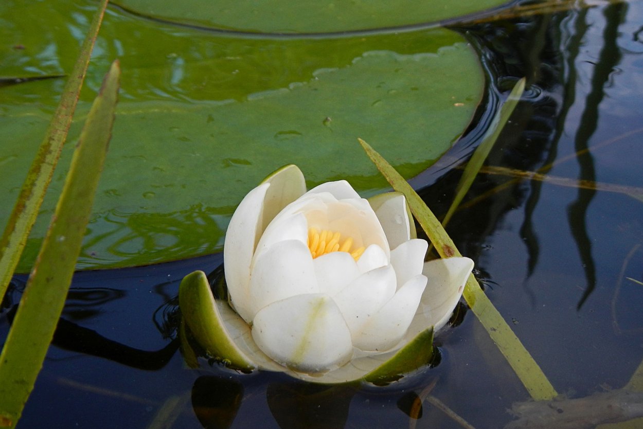 Кувшинка белая водяная Лилия озеро