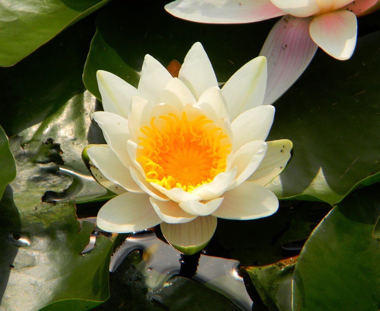 Водяная Лилия плод