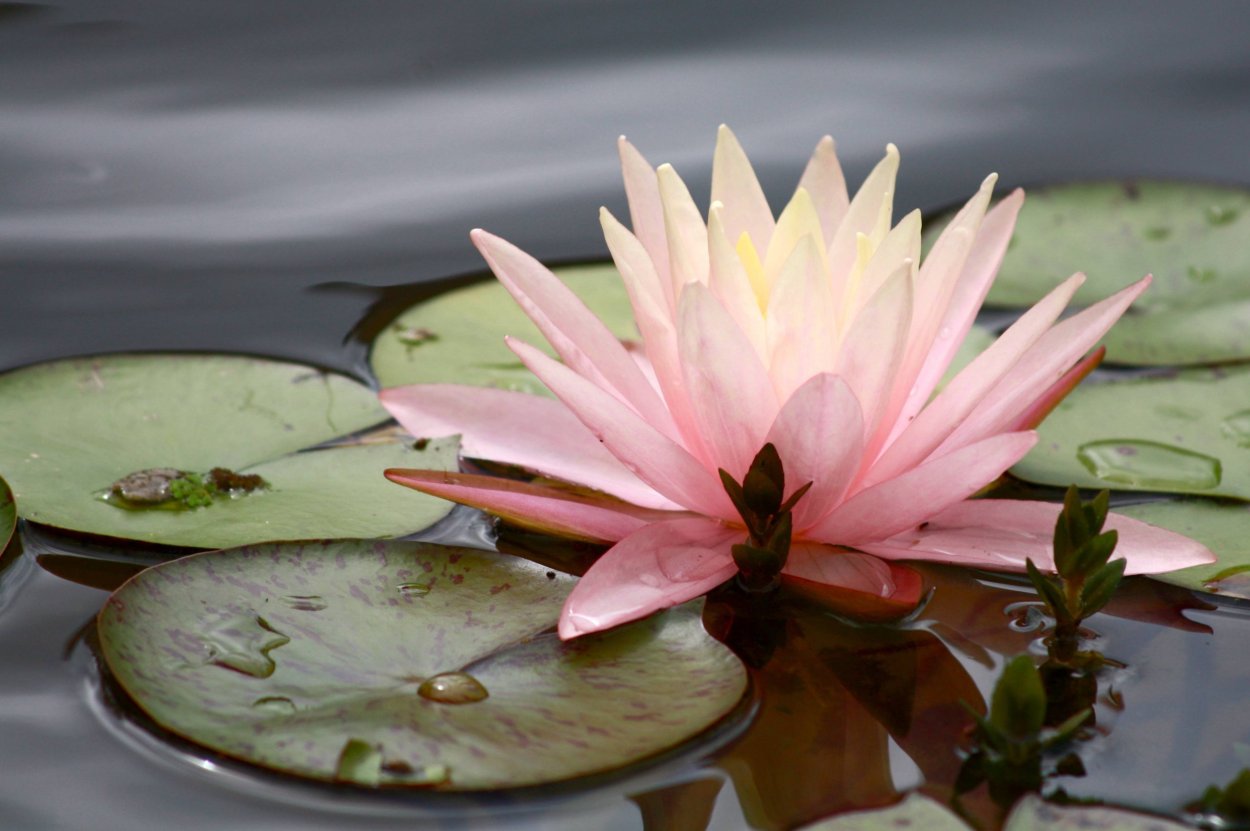 Кувшинки Эстетика