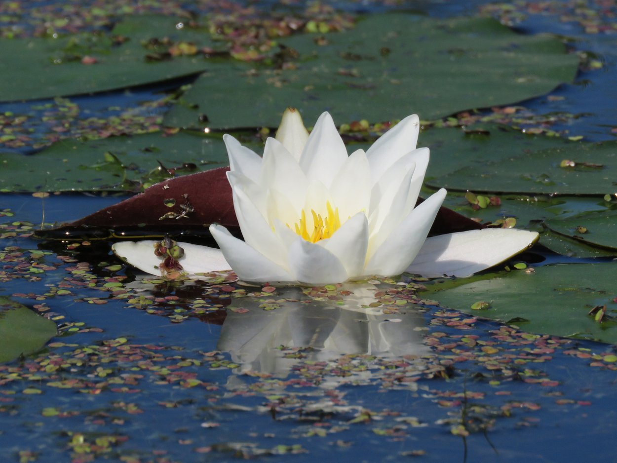 Кувшинка белая Алтайский край