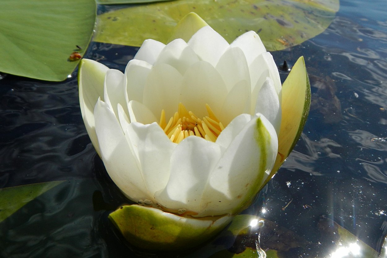 Кувшинка снежно-белая