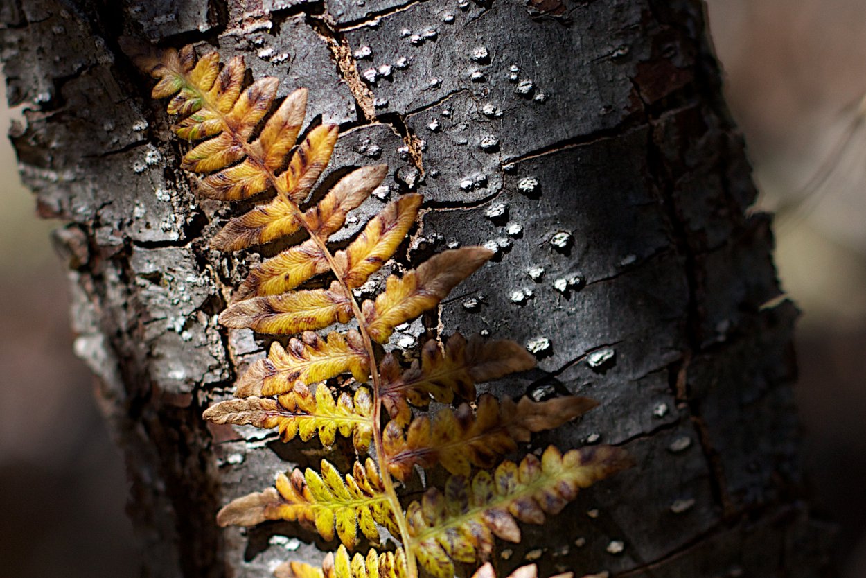 Поздняя осень насекомые прячутся