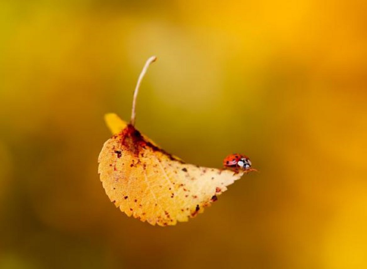 Насекомые осенью для дошкольников