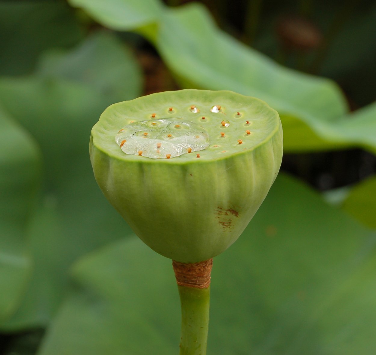 Лотус нелюмбо нуцифера