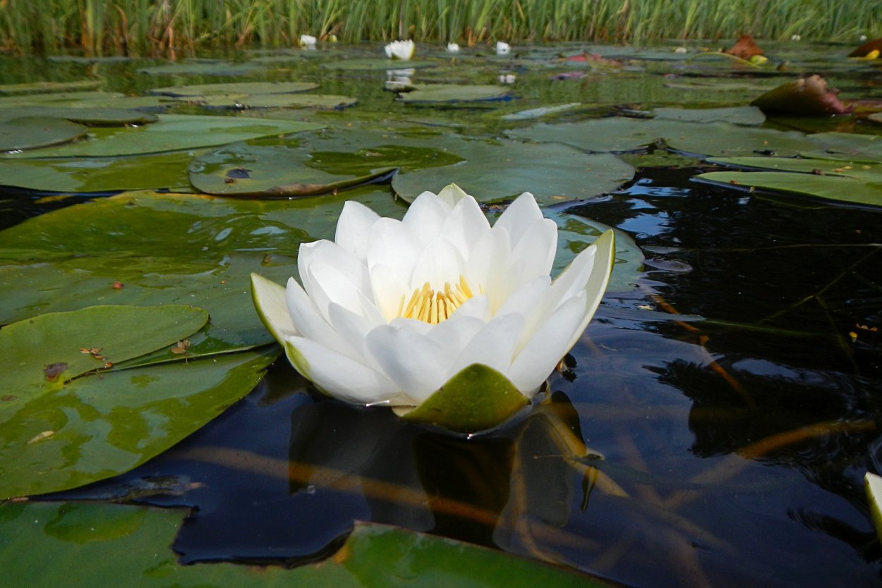 Кувшинка белоснежная (Nymphaea Candida)