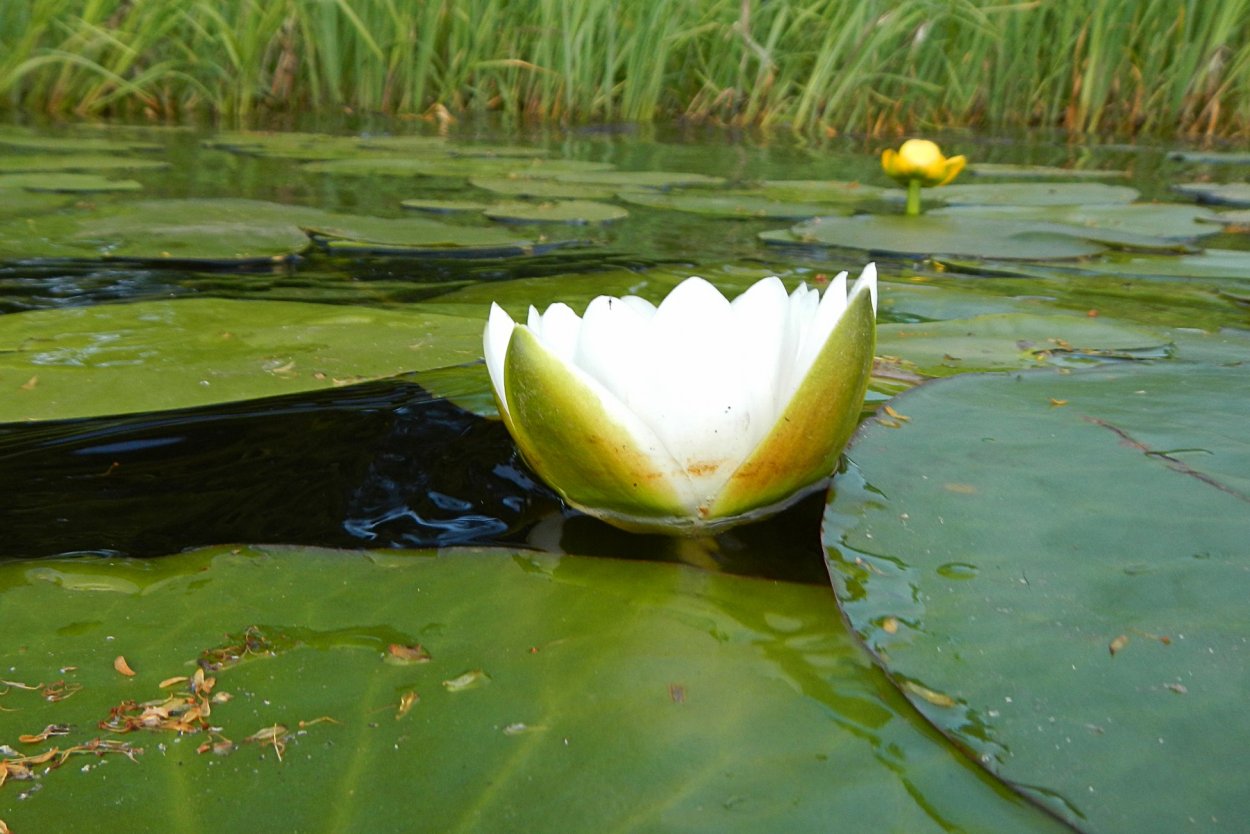 Белая кувшинка Краснодарский край