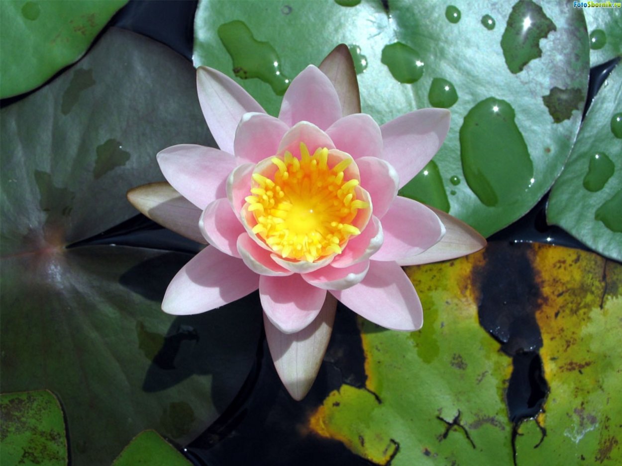Кувшинка сверху