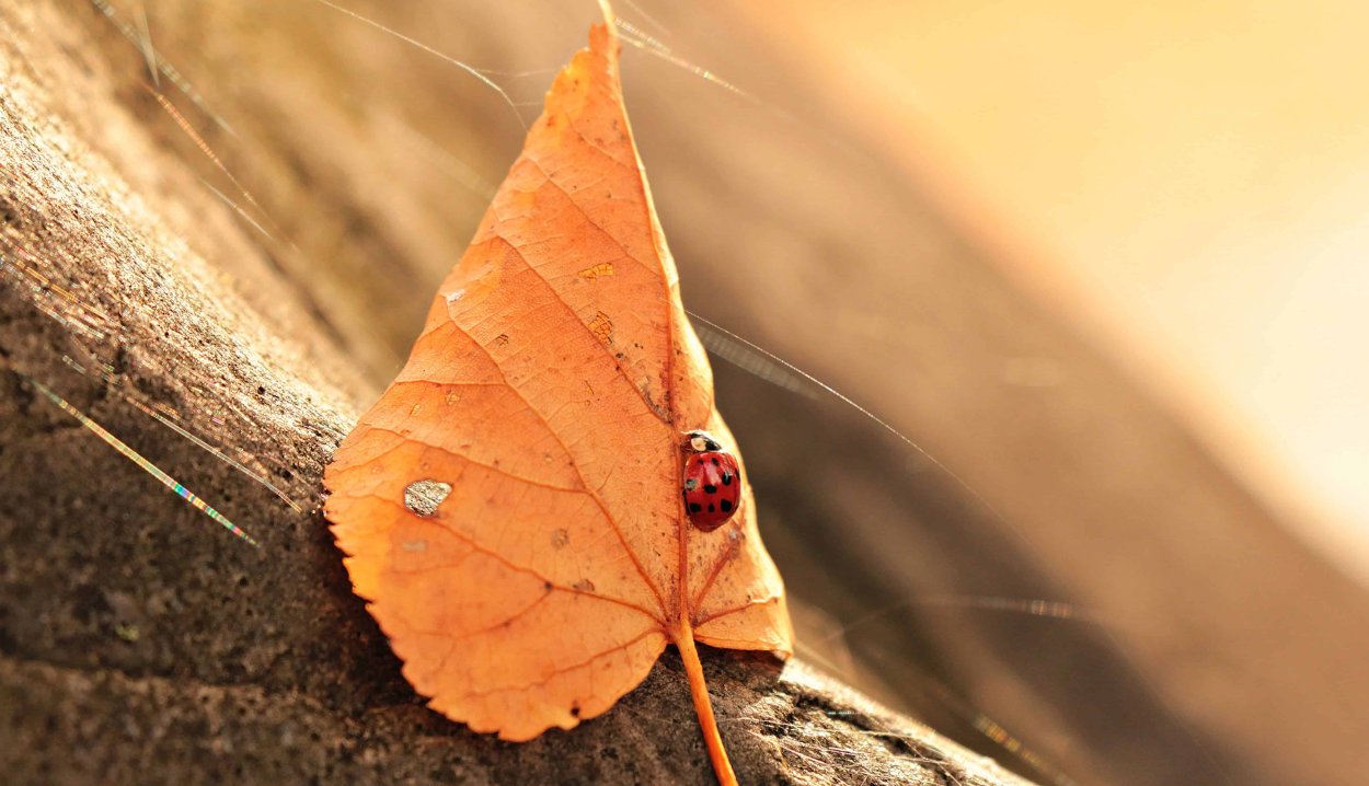 Осенние насекомые осенью