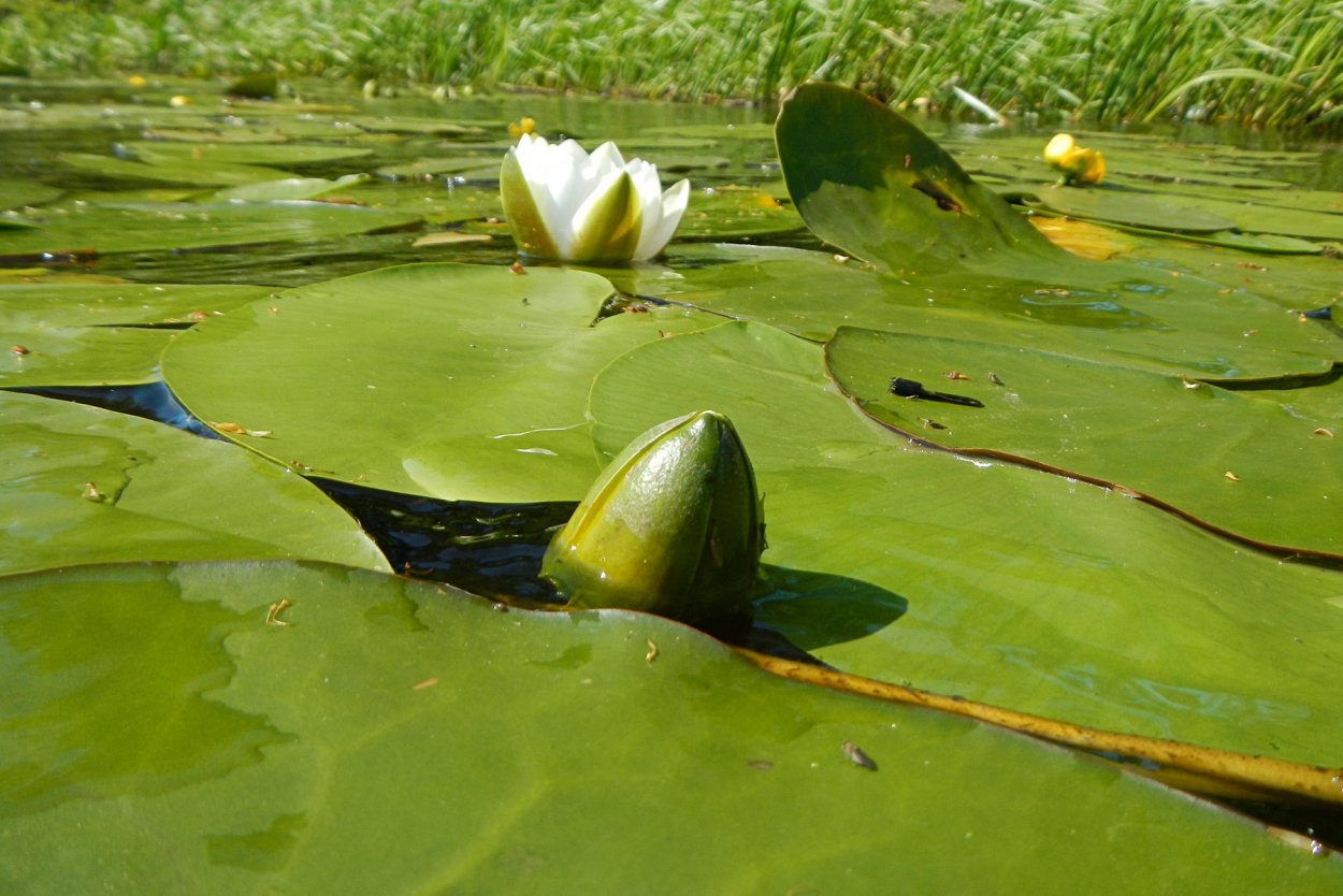 Кувшинка белая корень