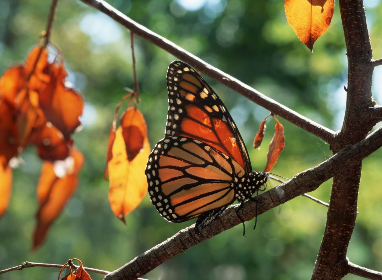 Насекомые в лесу осенью