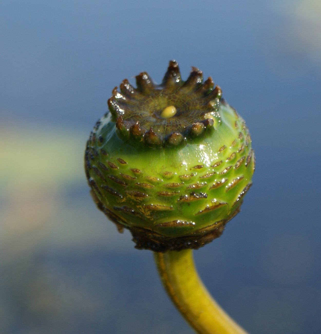 Семенная коробочка кувшинки