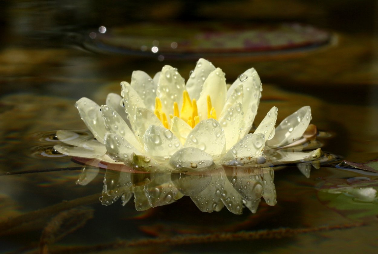 Лотос в росе