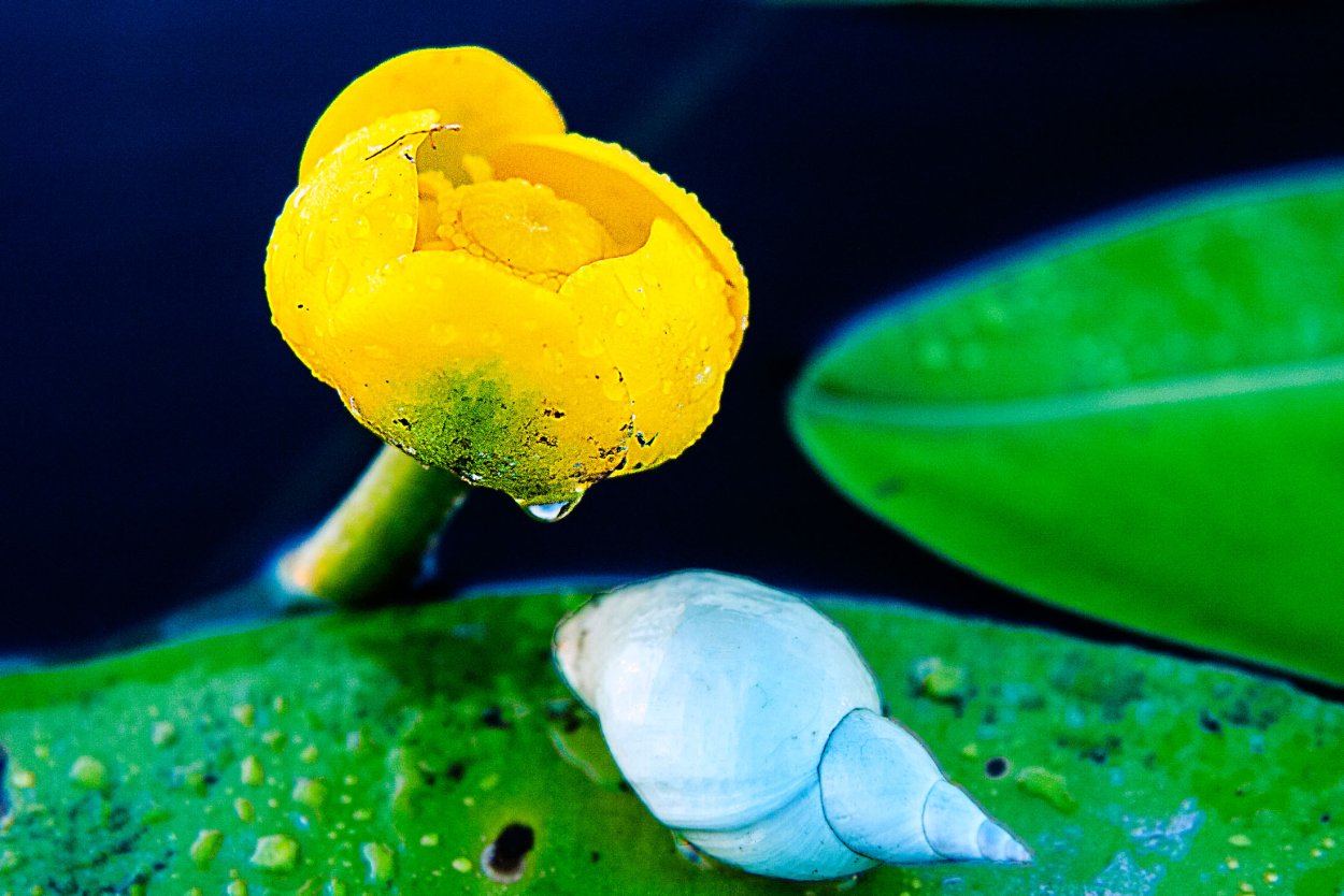 Кувшинка плоды и семена