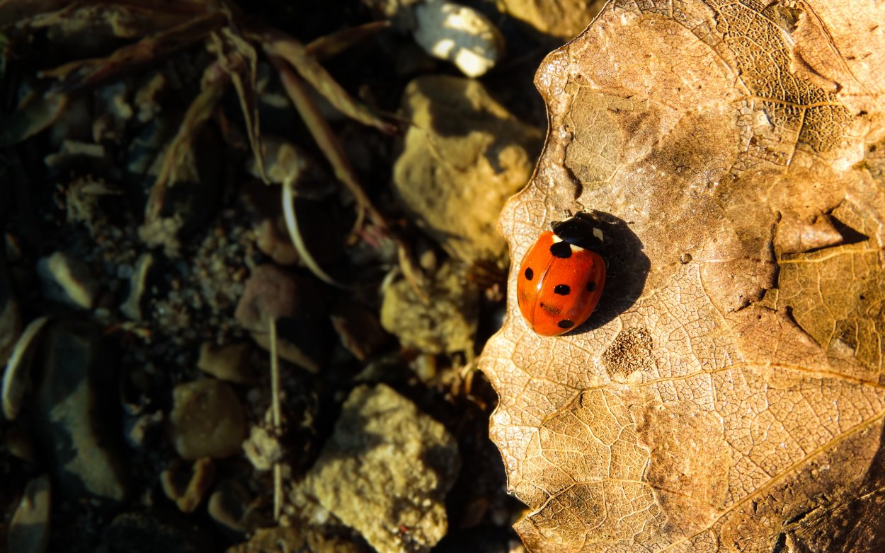 Осенние насекомые
