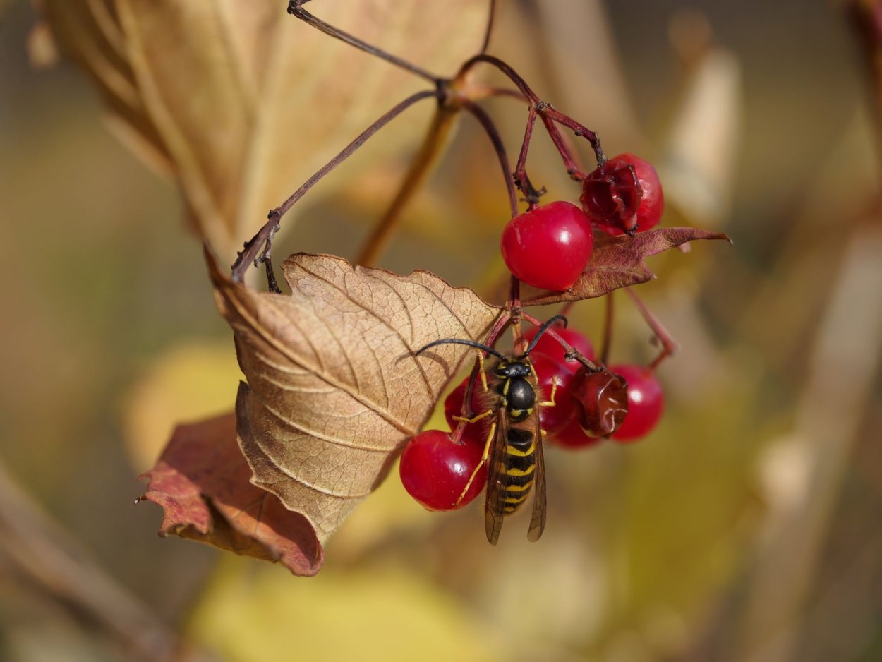 Макросъемка животных