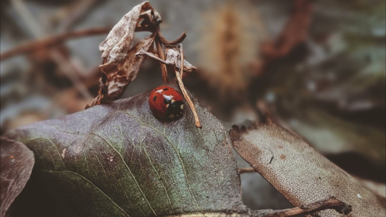 Бабочка Махаон оранжевая