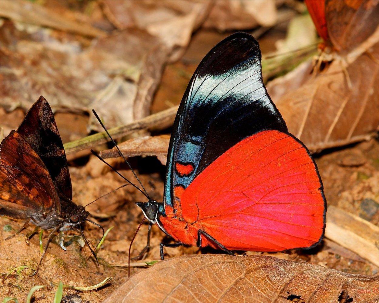 Насекомые осенью адаптированная