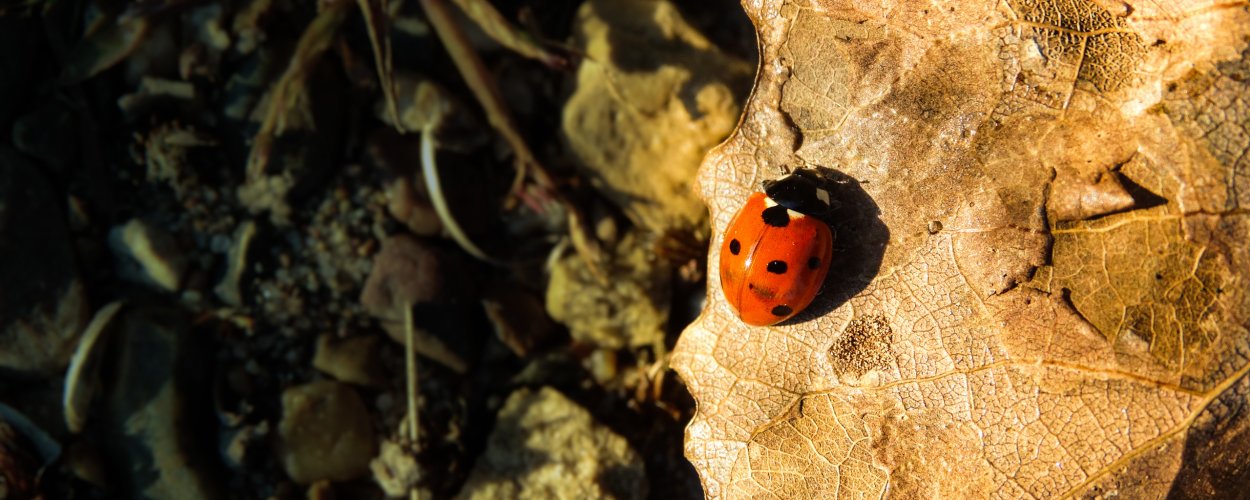 Насекомые прячутся осенью