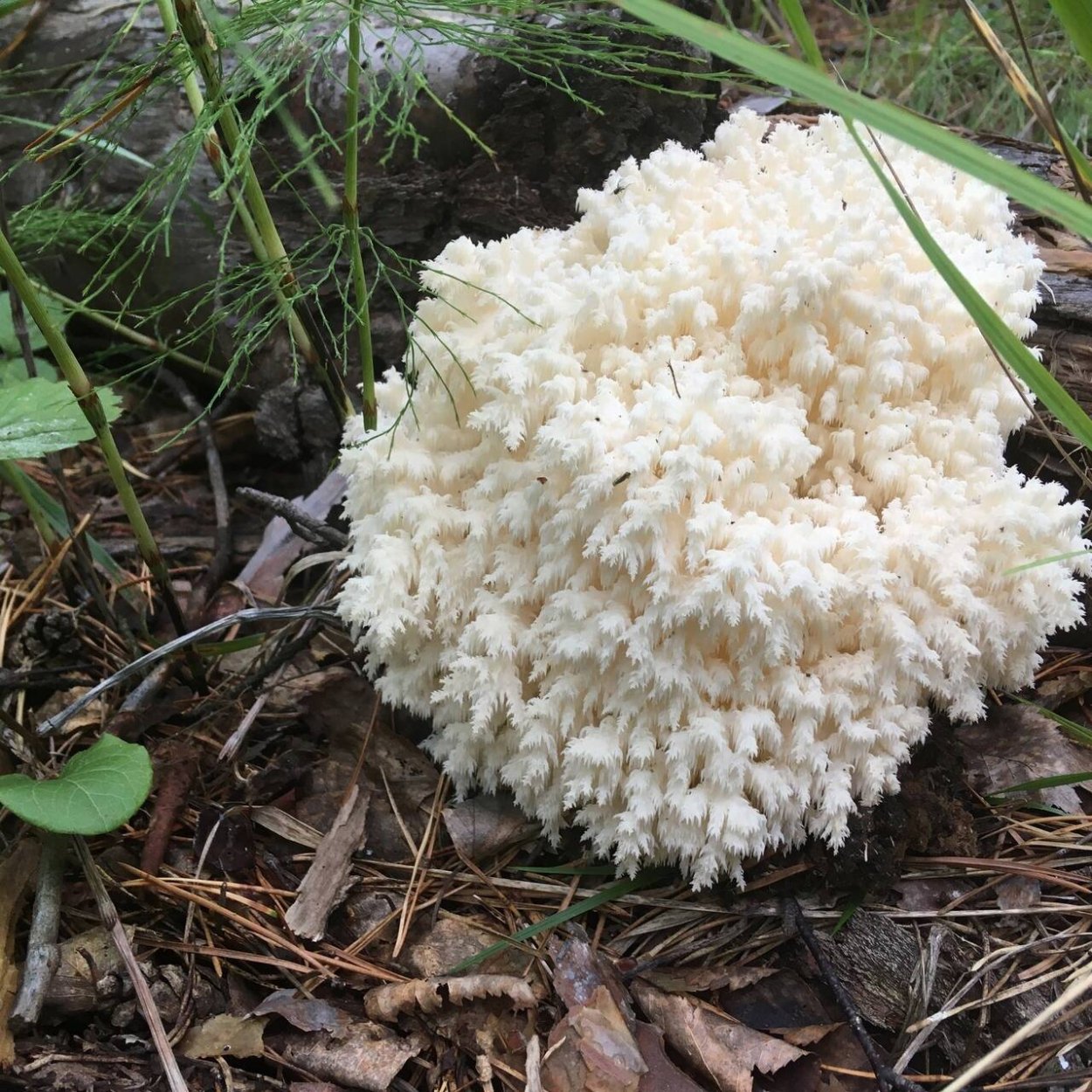 Ежовик Королевский гриб