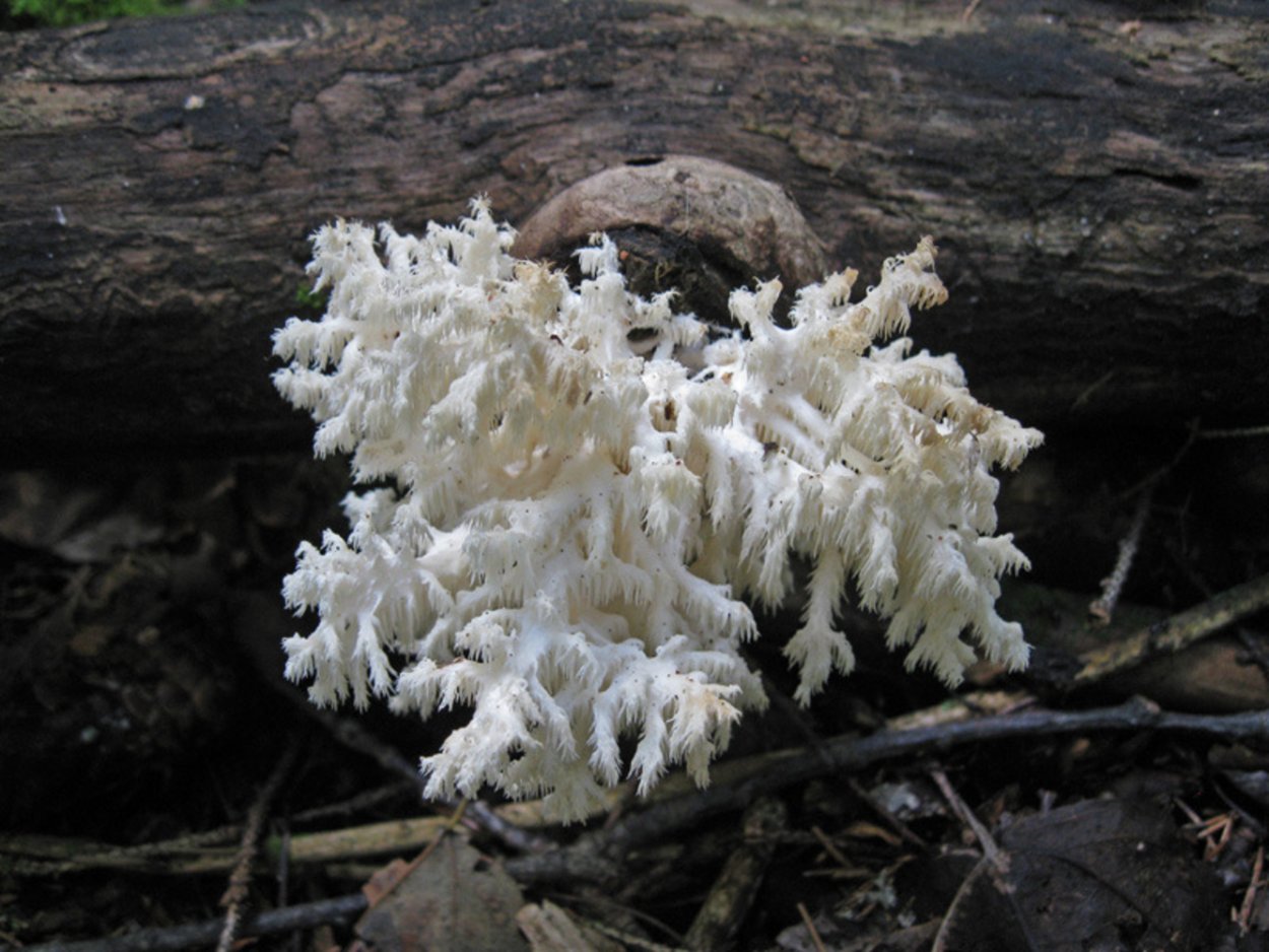 Дрожалка Лиственная Phaeotremella frondosa