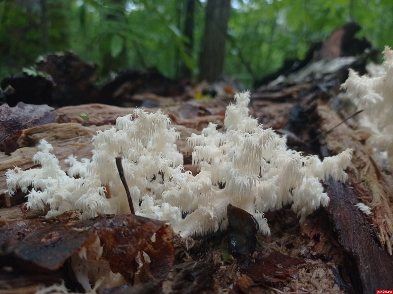 Грибы Якутии