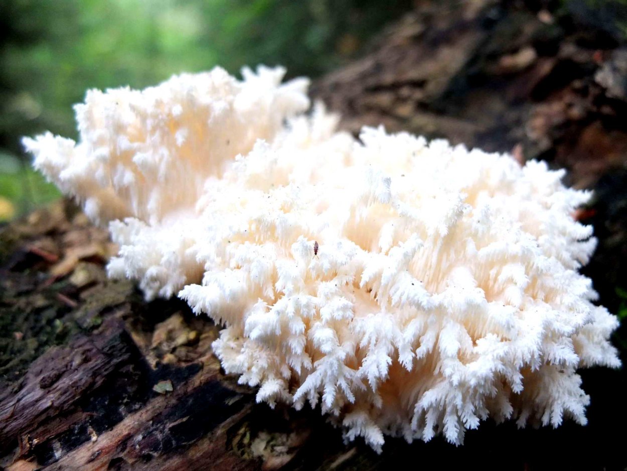 Гериций Альпийский